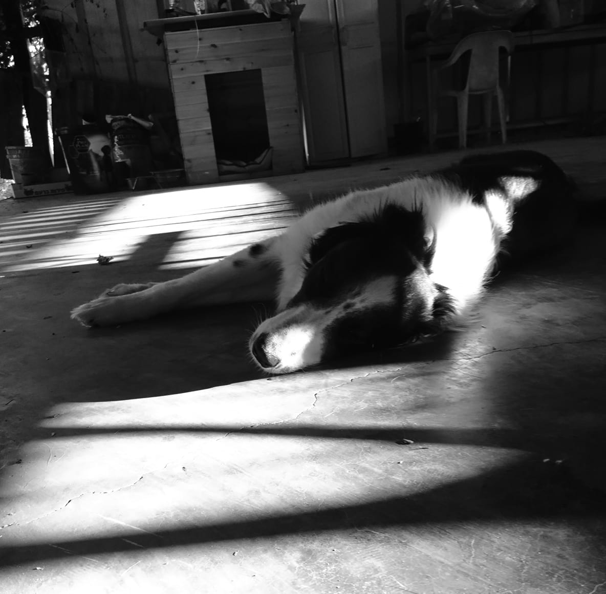 אילוף כלבים, איך לטפל בכלב, בורדר קולי, איך לאמץ כלב, מאלף כלבים מומלץ, כלבים חמודים, סיוון סטרומזה