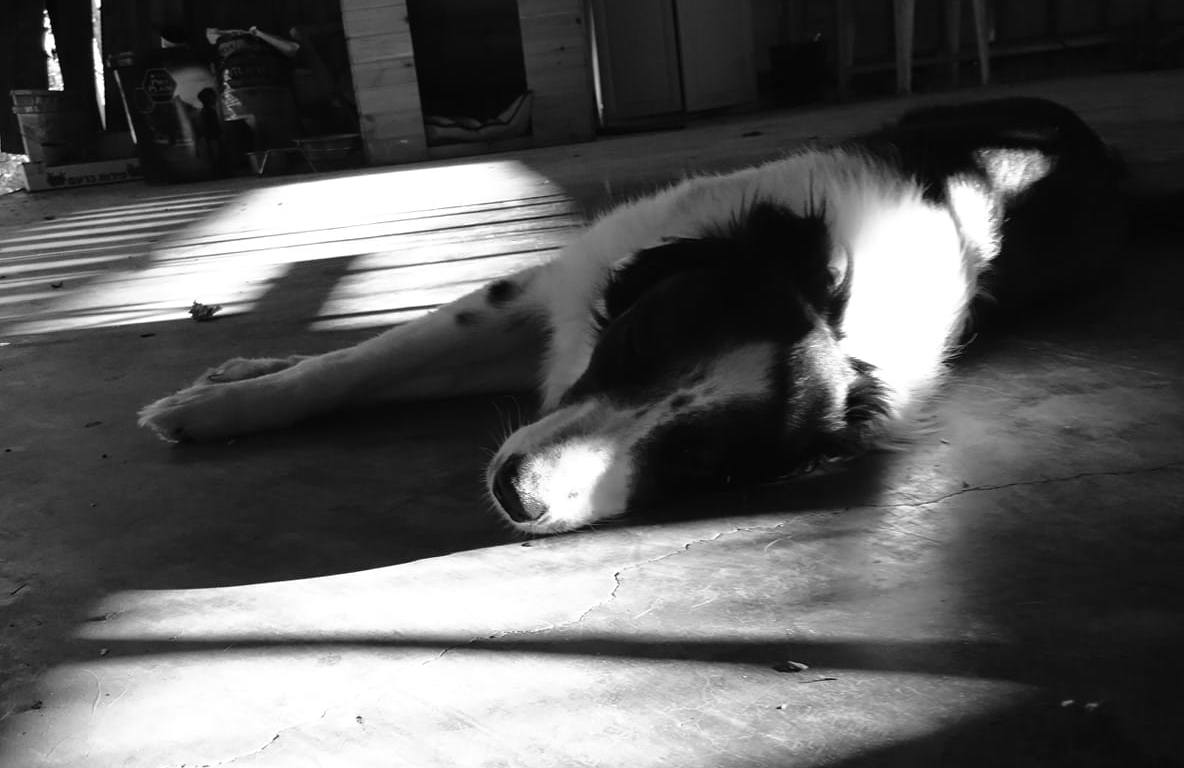 אילוף כלבים, איך לטפל בכלב, בורדר קולי, איך לאמץ כלב, מאלף כלבים מומלץ, כלבים חמודים, סיוון סטרומזה