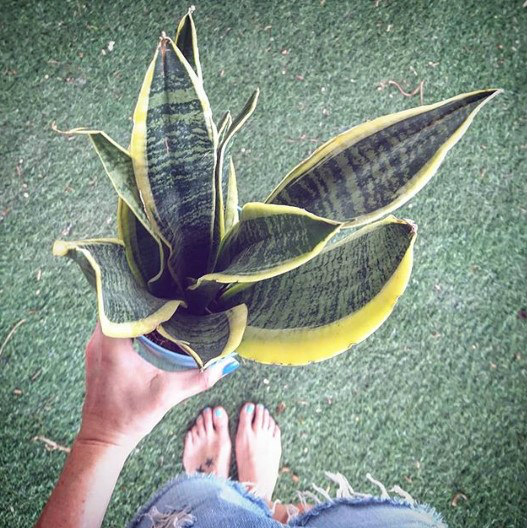 סיוון סטרומזה, עציצים, גינה, חצר, צמחיה